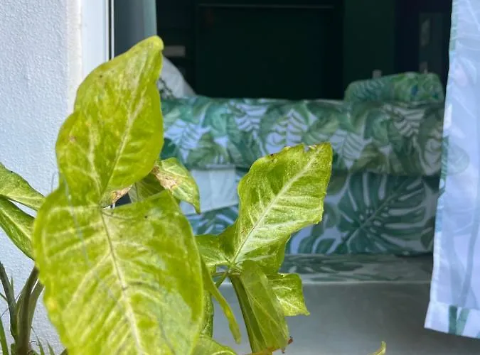 Bed & Breakfast Dici Co-living Housing Cabo San Lucas